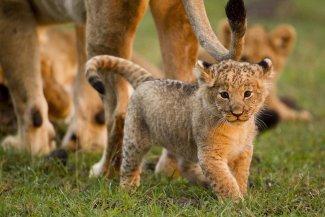 Підніжжя Кіліманджаро + Нгоронгоро + Тарангіре