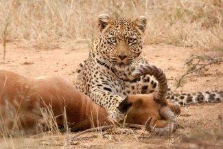 Програма сафарі на 2 дні