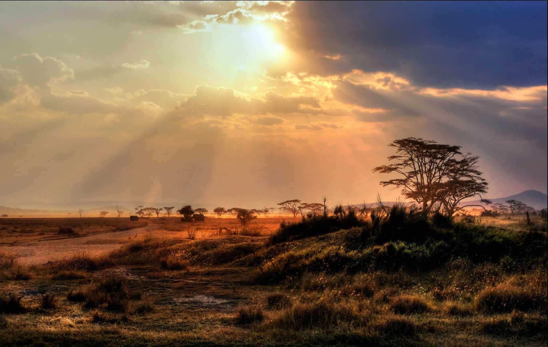 Тарангіре + Серенгеті + Нгоронгоро + Маньяра