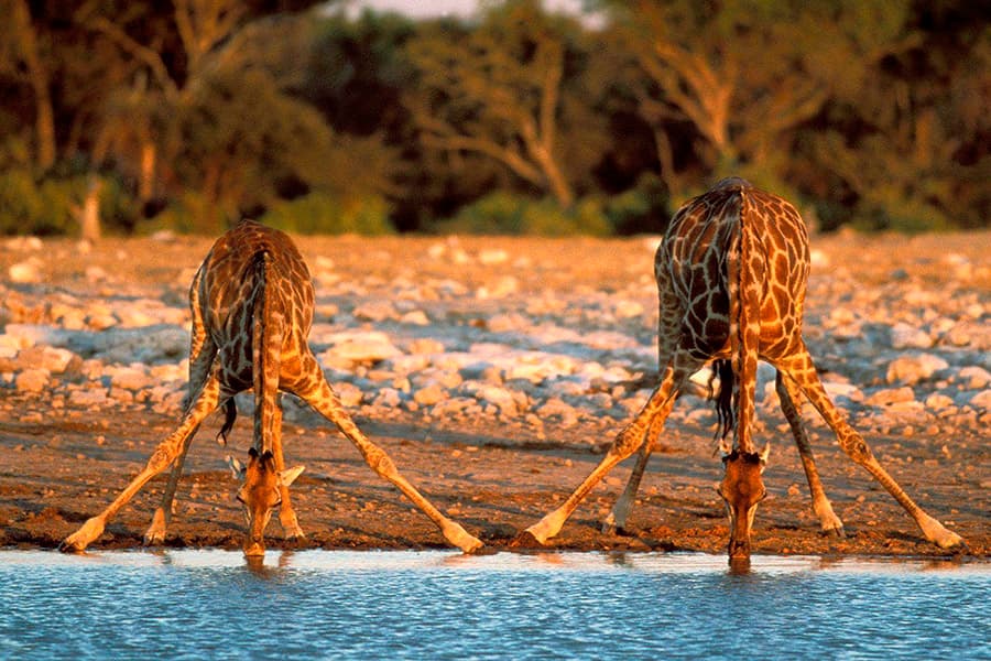 Сафарі-парк Серенгеті на 2 дні